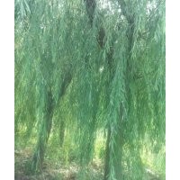 出售毛白楊，107速生楊，國槐，白蠟。速生白蠟。法桐。速生法桐