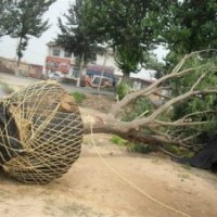 供應(yīng)白蠟 山東白蠟 白蠟價(jià)格