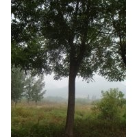 國(guó)槐 合歡樹 法桐 柳樹