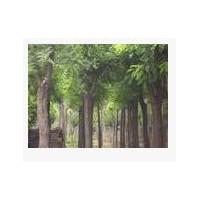 哪里有速生國槐苗木 哪里的速生國槐苗木便宜