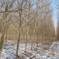 黑龍江哈爾濱出售銀中楊小城黑旱柳