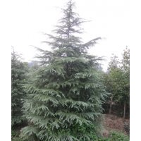 今日南京5.5米雪松價(jià)格，湯泉雪松基地價(jià)格