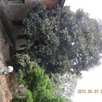 長(zhǎng)年供養(yǎng)樸樹(shù).榔瑜.烏桕.黃連木。重陽(yáng)木廣玉蘭