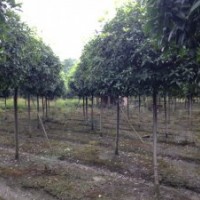 成都桂花，四川獨(dú)干桂花，綻放經(jīng)典—四川桂花