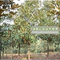 廣玉蘭信息指南|廣玉蘭基地|廣玉蘭價格參考|廣玉蘭指南