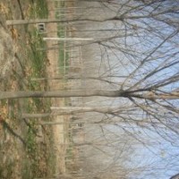 國(guó)槐 8-50公分國(guó)槐 國(guó)槐價(jià)格 國(guó)槐基地 山東國(guó)槐