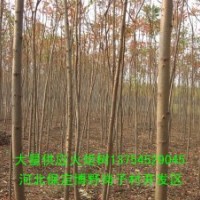 火炬樹 河北火炬樹基地 火炬樹價格