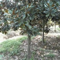 廣玉蘭大降價(jià)7-14公分廣玉蘭降價(jià)處理