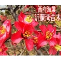 供應(yīng)木瓜海棠花、銀長壽海棠、長壽冠海棠、西府海棠、世界一海棠