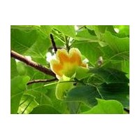 河南檜、臭椿、苦楝、千頭椿