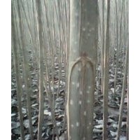 楊樹苗；107楊樹苗