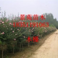 木槿直銷/木槿批發(fā)/苗圃木槿