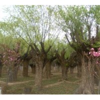 30公分柳樹價格8公分旱柳10公分速生柳供應(yīng)10公分柳樹批發(fā)