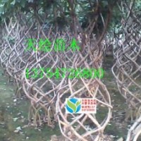 供流蘇（油根子）芽、流蘇水苗、流蘇苗、流蘇樹、造型流蘇、種苗