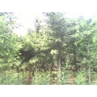 國(guó)槐。欒樹(shù)。五角楓。法桐。各種規(guī)格供應(yīng)。