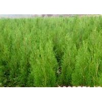 供應(yīng)山西優(yōu)質(zhì)側(cè)柏苗