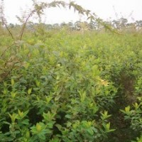 40萬(wàn)畝苗木直銷金絲桃.金絲梅.紅葉石楠.紅王子錦帶