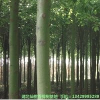 出售19公分移栽香樟樹(shù)