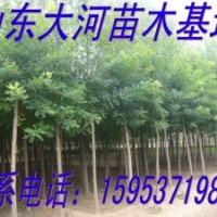 供應(yīng)1、2、3年冒國槐、白蠟、合歡、女貞、皂角