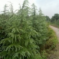 雪松 廣玉蘭 白玉蘭 大葉女貞 馬褂木