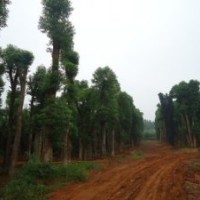 單營(yíng)貴州省香樟樹(shù)，四川省香樟樹(shù)，重慶市香樟樹(shù)，福建香樟樹(shù)