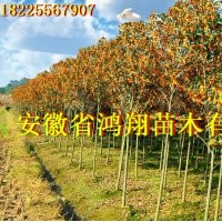 10公分11公分15公分20公分桂花價(jià)格