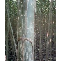 大量低價供應楊樹苗107