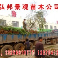 大量供應(yīng)榆樹(shù)，柳樹(shù)