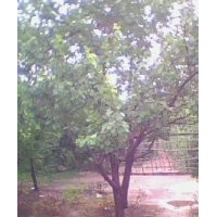 低價16公分以上大杏樹
