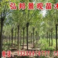 自供1-3米速生白蠟/山東白蠟/惠民白蠟