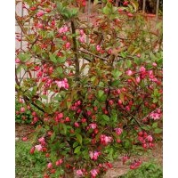 秦皇島絢麗海棠，秦皇島亞當(dāng)海棠，秦皇島占地樹(shù)，