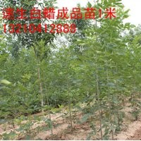 山東速生白蠟￥惠民速生白蠟價格￥濱州速生白蠟￥速生蠟基地