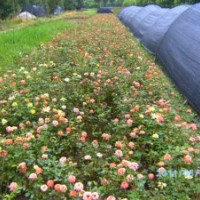 瀏陽(yáng)供應(yīng)精品月季