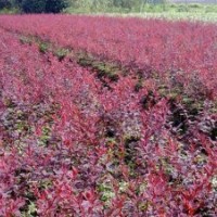 供應(yīng)江蘇紅葉小檗基地，紅葉小檗圖片，紅葉小檗價(jià)格，紅葉小檗綠