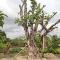 供應(yīng)榕樹(shù)