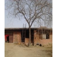 出售皂角原生全冠大樹