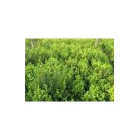 朝鮮黃楊批發(fā)，朝鮮黃楊批發(fā)，朝鮮黃楊批發(fā)