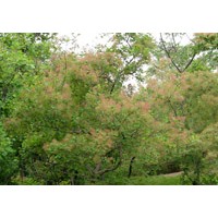 黃櫨 紅櫨，黃櫨 小苗