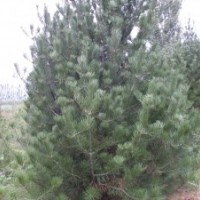 大量供應白皮松//華山松小苗、3-7你定植苗