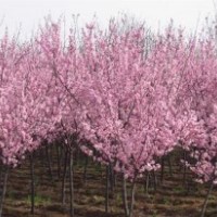 供應(yīng)紅花桃（碧桃）