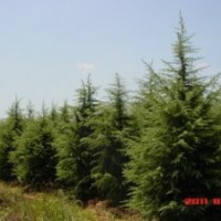 雪松長期供應，Ф20Cm雪松1600元；