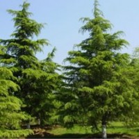 6米雪松價格，H2.5米雪松75元；