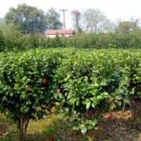 湖南綠化苗木花木茶花 湖南花木苗木 湖南瀏陽四季紅苗圃苗木 茶