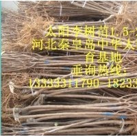 河北中華太陽(yáng)李