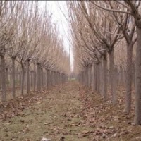 主營(yíng)：|白蠟|櫻花|法桐|國(guó)槐|黃櫨|紫葉李|榆葉梅|西府海棠|