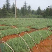 2米雪松價格，高度0.2m雪松1.8元；