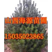 白皮松價(jià)格白皮松苗價(jià)格白皮松哪里有國槐苗價(jià)格蘋果樹