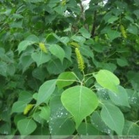 長期供應烏桕、黃金鐘、金邊黃楊等苗木