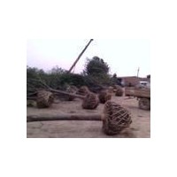 河北新生國槐銷售基地