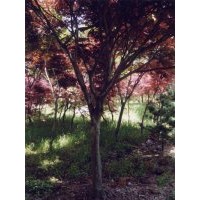 供應(yīng)南京紅楓批發(fā)價(jià)格,南京紅楓種植基地，南京紅楓供貨商